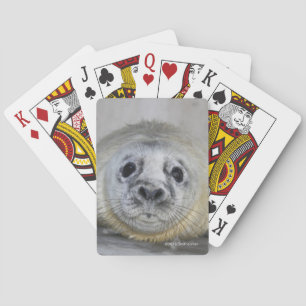 Grått förseglar valpen casinokort
