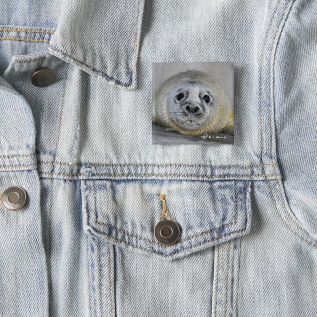 Grått förseglar valpen knapp (In Situ)