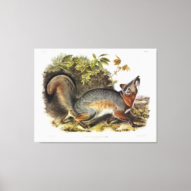Grått Fox / Grått Fox Audubon's American Quadruped Canvastryck (Framsida)