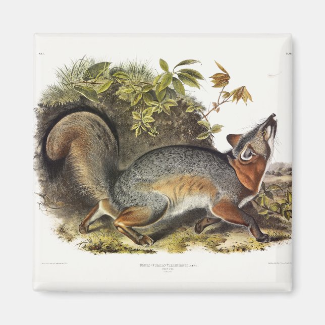 Grått Fox / Grått Fox Audubon's American Quadruped Magnet (Framsidan)