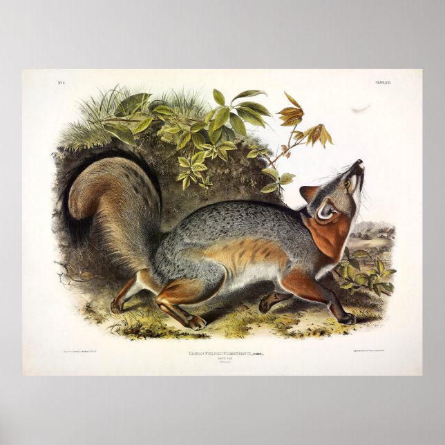 Grått Fox / Grått Fox Audubon's American Quadruped Poster (Framsidan)