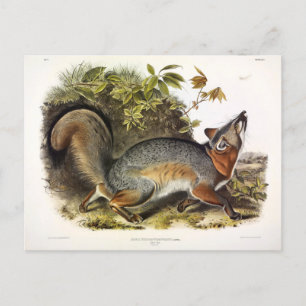 Grått Fox / Grått Fox Audubon's American Quadruped Vykort