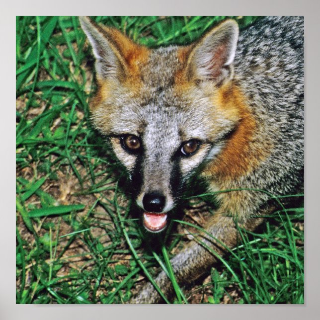 Grått Fox Poster (Framsidan)