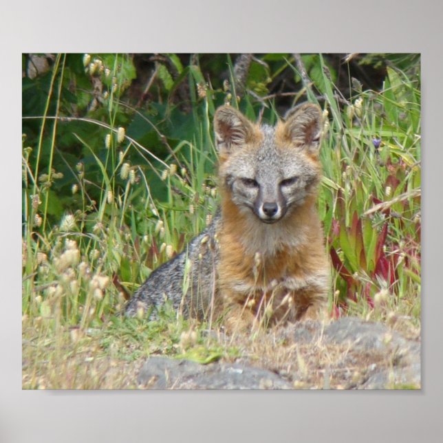 Grått Fox poster (Framsidan)