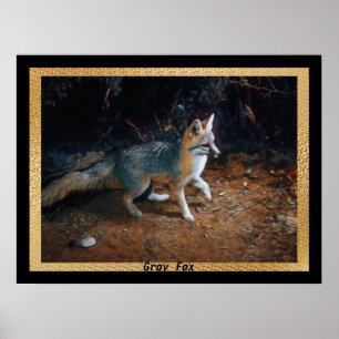 Grått Fox-Redo Poster