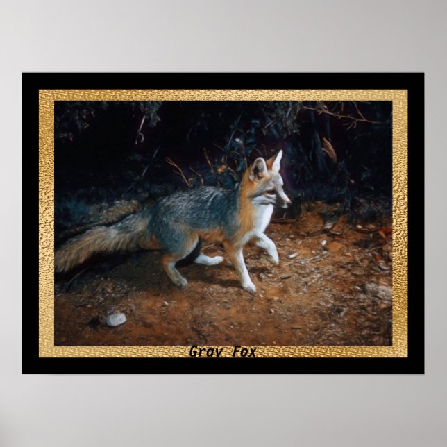 Grått Fox-Redo Poster (Framsidan)