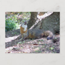 Grått Fox vykort