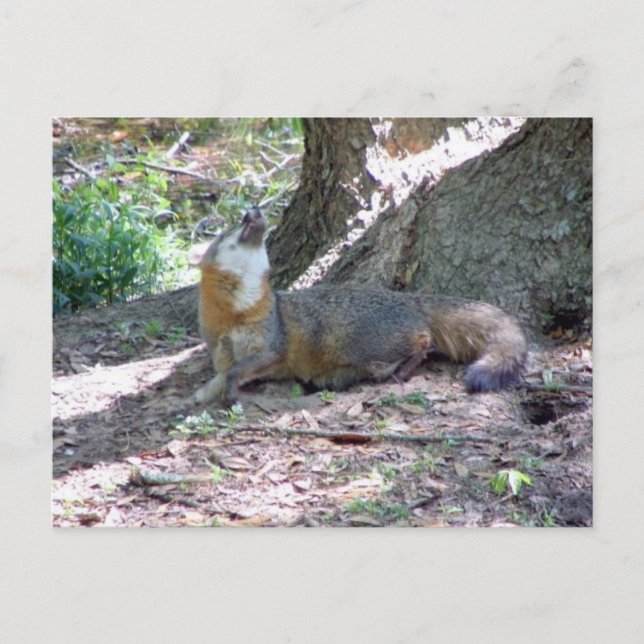 Grått Fox vykort (Framsida)