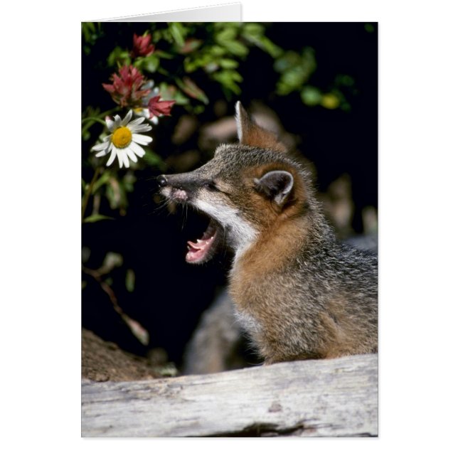 Grått Fox-young kit Hälsningskort (Framsidan)