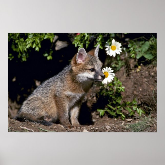 Grått Fox-young kit Poster (Framsidan)