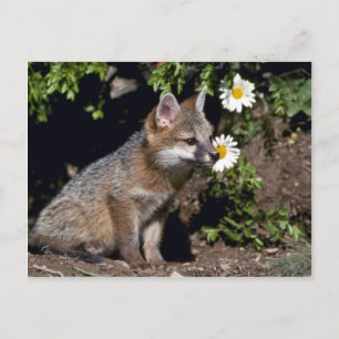 Grått Fox-young kit Vykort