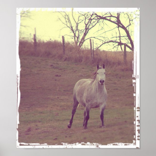 Grått Gallop Poster (Framsidan)