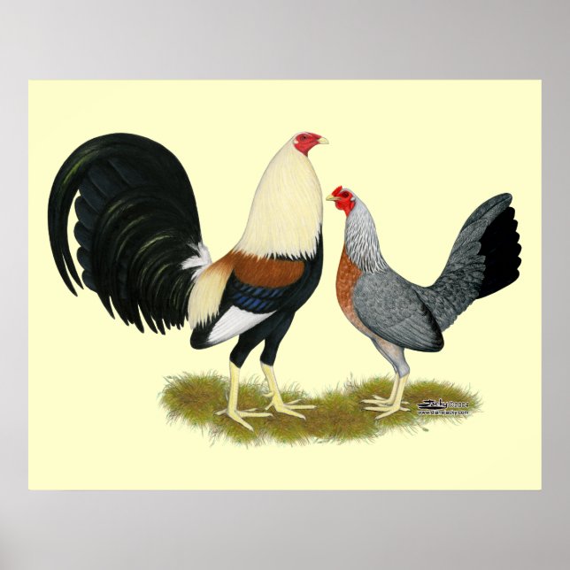Grått Game Fowl Pair Poster (Framsidan)