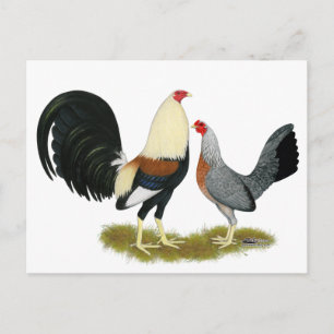 Grått Game Fowl Pair Vykort