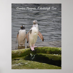 Grått Gentoo Penguin Edinburgh Zoo Scotland Poster