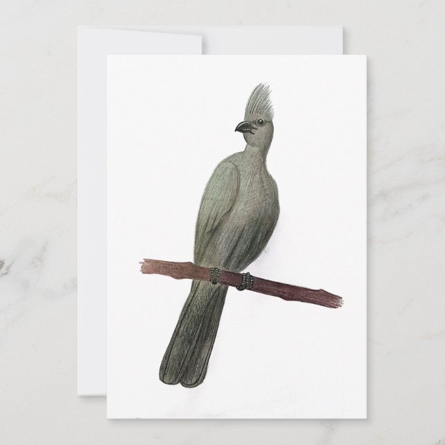 Grått-go-away-fågelblyertspenna teckning julkort (Framsida)