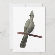 Grått-go-away-fågelblyertspenna teckning