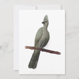 Grått-go-away-fågelblyertspenna teckning julkort