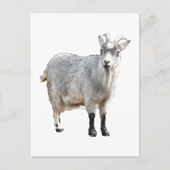 Grått Goat Farm Animal, Cute Nature Photography Vykort (Framsida)