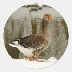 Grått goos i snö-klistermärken runt klistermärke