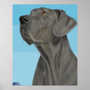 Grått Great dane Tittar upp på blå bakgrund Poster