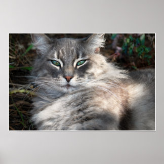 Grått Grönt- Eyed Maine Coon Cat Poster