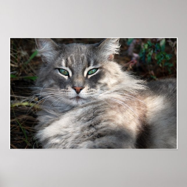 Grått Grönt- Eyed Maine Coon Cat Poster (Framsidan)