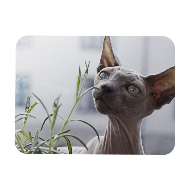 Grått Hairless Sphynx Cat Sniffing Plant Magnet (Horisontell)