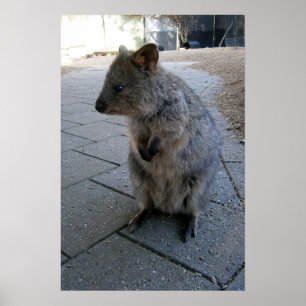 Grått Hårig Australian Quokka, Poster