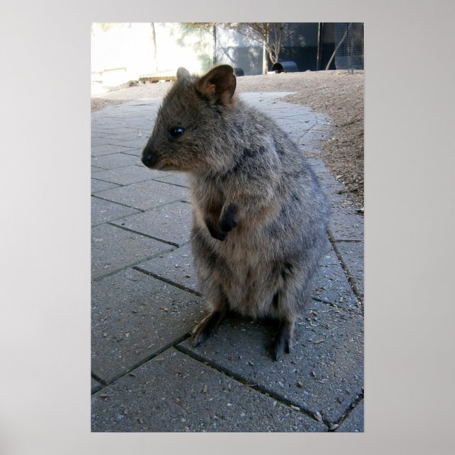 Grått Hårig Australian Quokka, Poster (Framsidan)