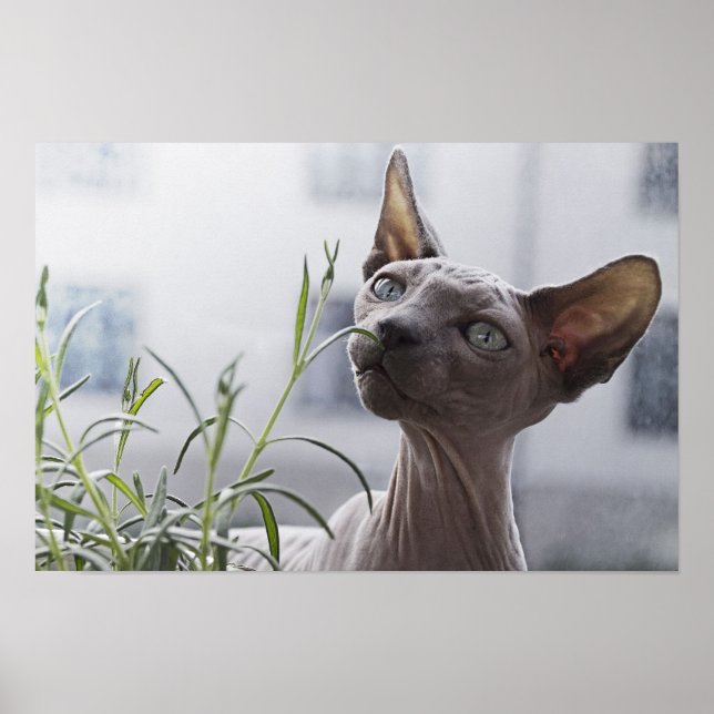 Grått hårlöst Sphynx-katt som sniffar på växt Poster (Framsidan)