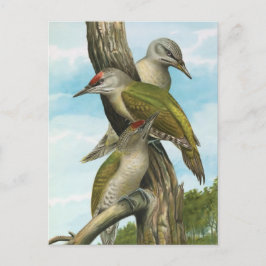 Grått-head Woodpecker Vykort