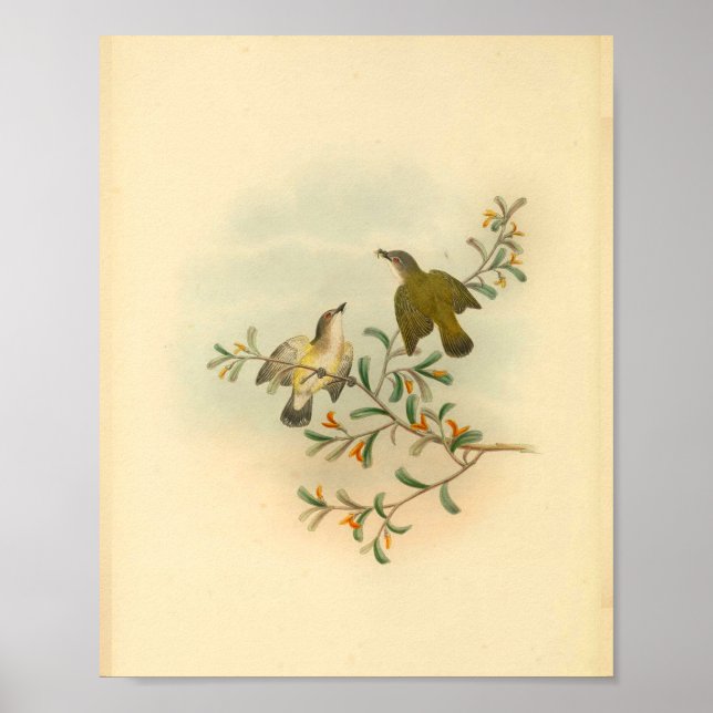 Grått Headed Flycatcher Bird Vintage Print Poster (Framsidan)