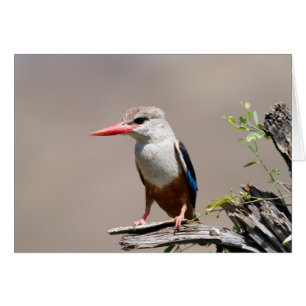 Grått-Headed Kingfisher Hälsningskort