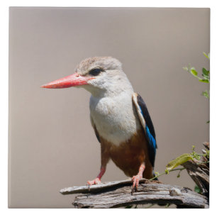 Grått-Headed Kingfisher Kakelplatta