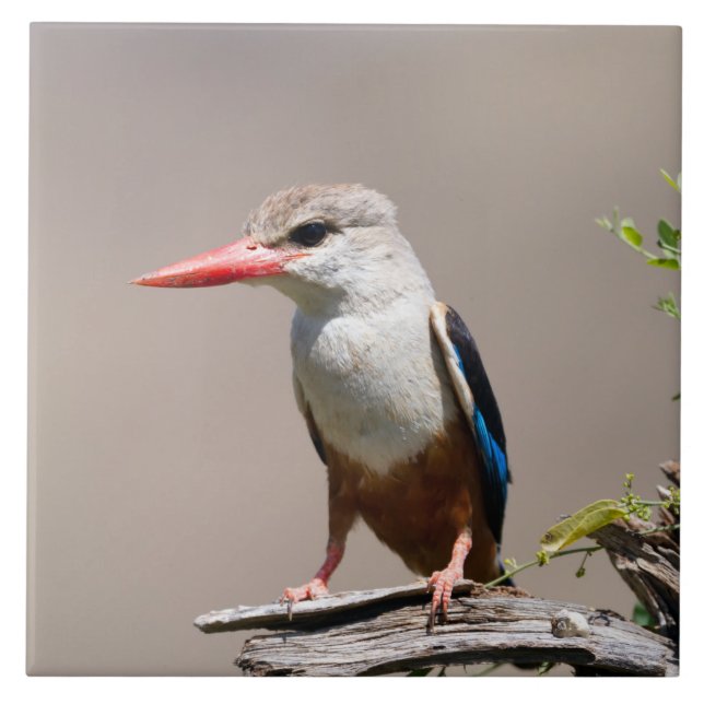 Grått-Headed Kingfisher Kakelplatta (Framsidan)