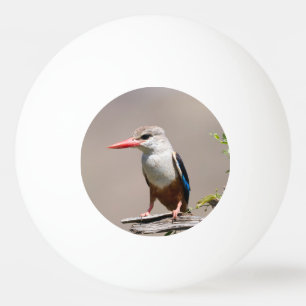 Grått-Headed Kingfisher Pingisboll