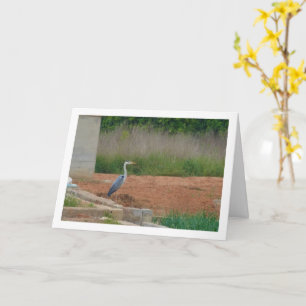 Grått Heron Bird Card Kort