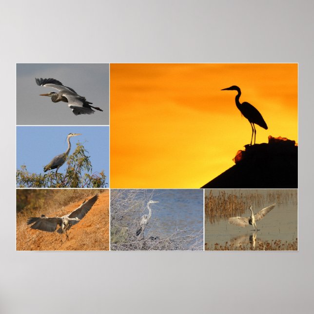 Grått Heron Collage Poster (Framsidan)