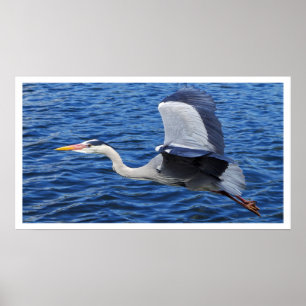 Grått Heron i Poster flyg