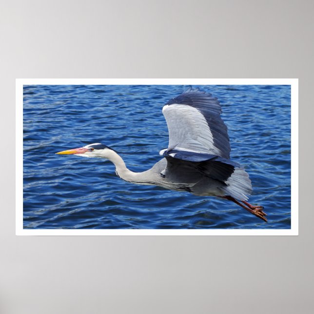 Grått Heron i Poster flyg (Framsidan)