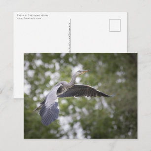 Grått Heron Nature Photo Vykort