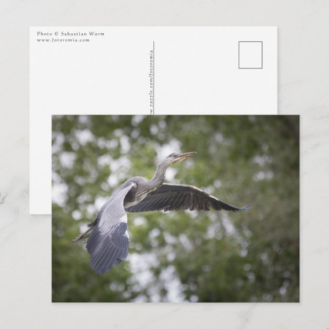 Grått Heron Nature Photo Vykort (Fram/baksida)
