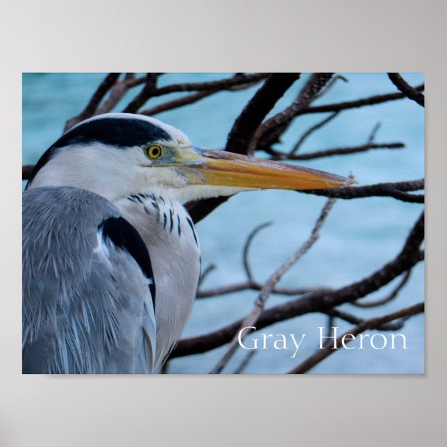 Grått Heron Poster (Framsidan)