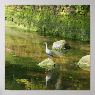 Grått Heron vid en flod i Warkworth Northumberland Poster