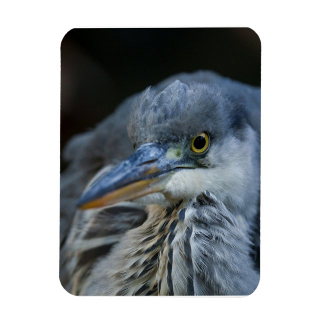 Grått Herons intensitetssaldo i närhet Magnet (Vertikal)