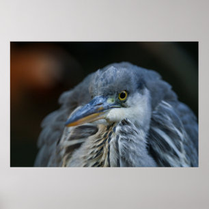 Grått Herons intensitetssaldo i närhet Poster