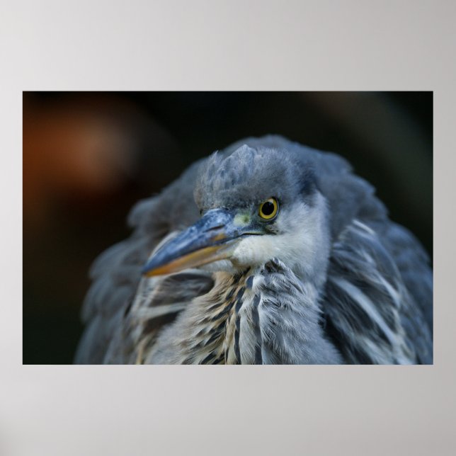 Grått Herons intensitetssaldo i närhet Poster (Framsidan)