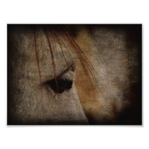 Grått Horse Ansikte Grunge Fototryck