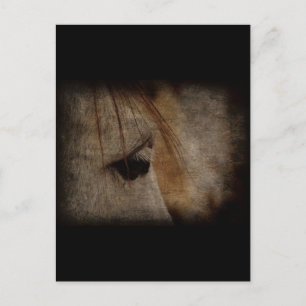 Grått Horse Ansikte Grunge Vykort